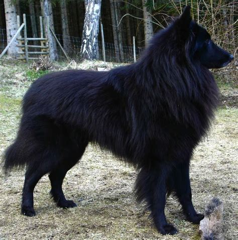 A Large Black Dog Standing On Top Of A Dry Grass Covered Field With