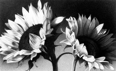 Gambar 15 Gambar Sketsa Bunga Pensil Mudah Dibuat Matahari Lukisan Di