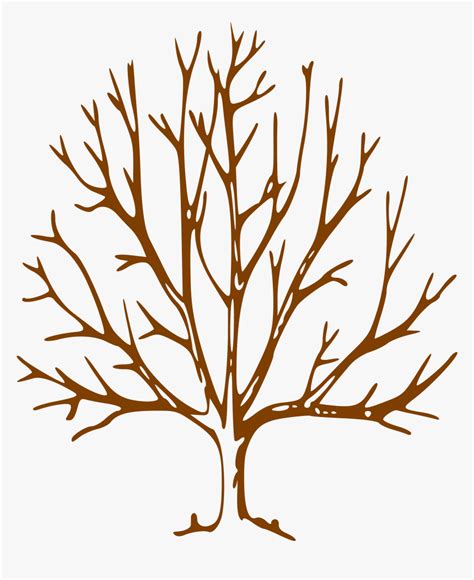 Simple Bare Tree Clipart Image Info Tree Drawing With Branches Hd