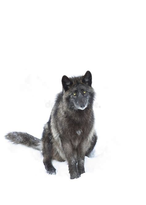 A Lone Black Wolf Canis Lupus Isolated On White Background Sitting In
