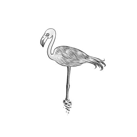 Aggregate 81 Flamingo Bird Sketch Super Hot Ineteachers
