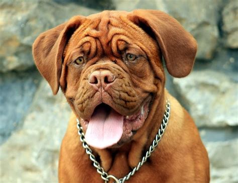 Precision K9 Work Dogue De Bordeaux Training