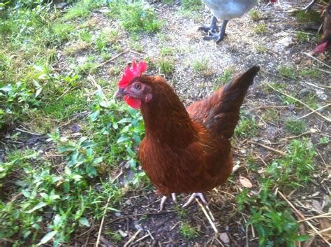 Red Sussex Chicken