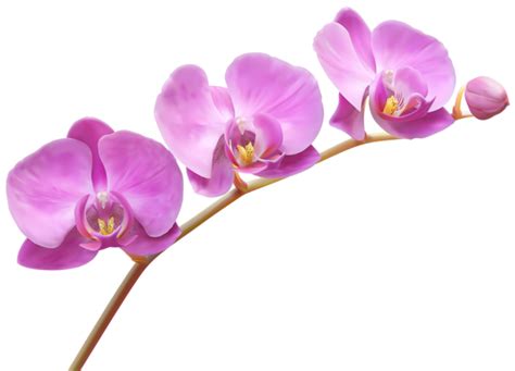 Orchids Transparent Png Clip Art Image Art Images Clip Art Flowers