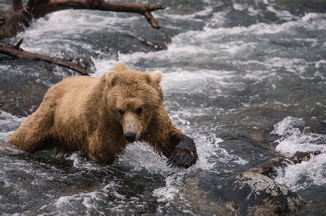 Return Of The Icons Grizzly Bear Reintroduction The