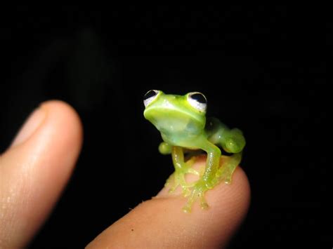 Real Life Kermit The Frog Pic Woahdude