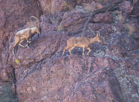 2023 2024 Ibex Hunting Forecast New Mexico Wildlife Magazine