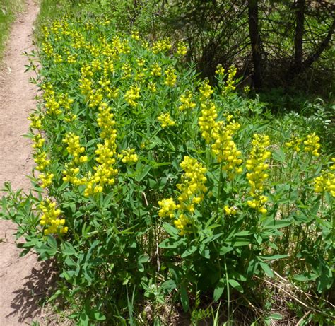 Yellow Flowers In Montana Best Flower Site