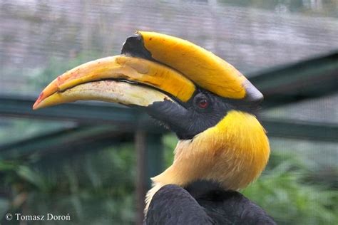 Amazing Animals Pictures The Majestic And Colorful Great Hornbill