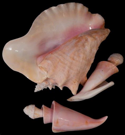 Maybe you would like to learn more about one of these? Cut Conch Shell Center