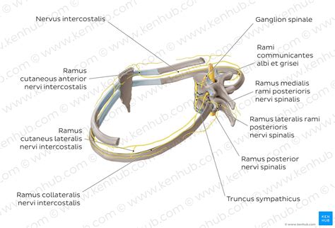 Nervi Intercostales Anatomie Verlauf Und Funktion Kenhub