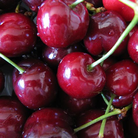 Red Cherries Jakerome Flickr