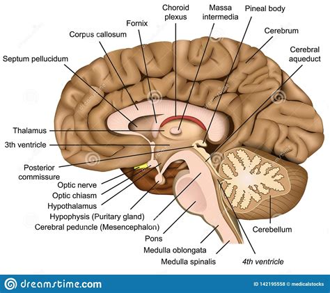 Human Brain Anatomy 3d Illustration On White Background Stock