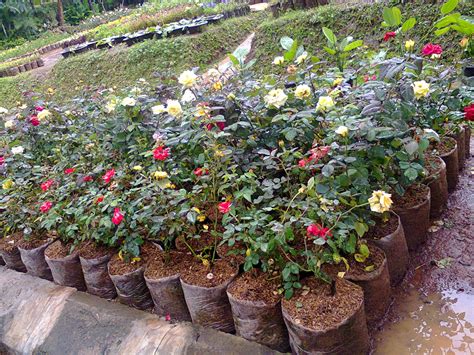 Jual Pohon Bunga Mawar Murah Tanaman Bunga Mawar Tukang Taman