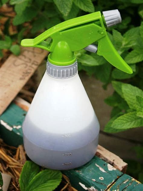 Garden pest control advice with homemade insecticide recipes using natural, organic ingredients found in your kitchens. Homemade Natural Garden Pest Control - Most Beautiful ...