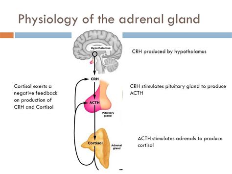 Pituitary Gland Adrenal Gland Buyfer