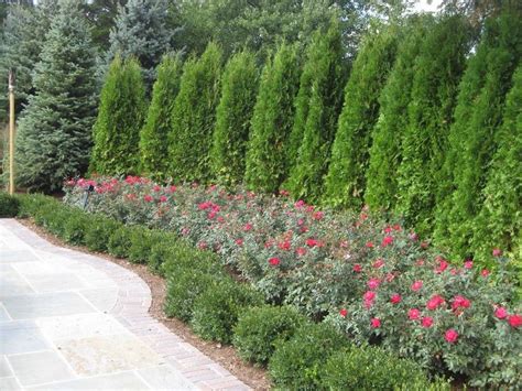 Awesome Fence With Evergreen Plants Landscaping Ideas 2 Privacy