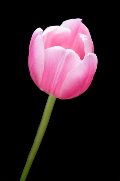Pretty Pin Tulip Flower Black Background Stock Photo 23383026