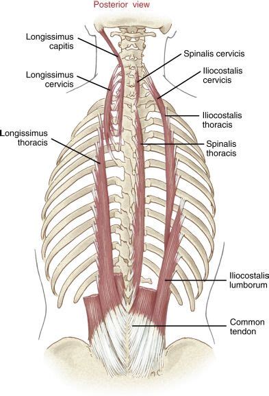 Understanding Erector Spinae The Intermediate Intrinsic Muscles Of The