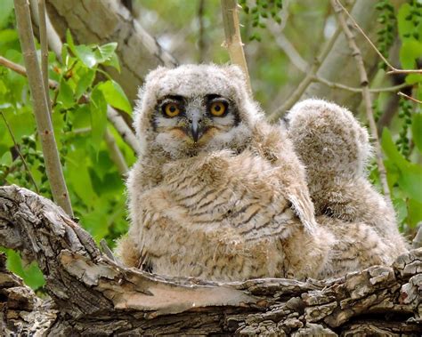 Great Horned Owl Birds 2 Birds Of Prey Nocturne Fauna Baby Owls
