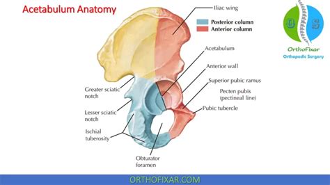Hip Joint Anatomy • Easy Explained Orthofixar 2022