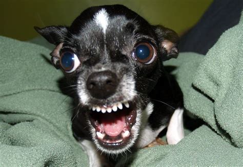 How To Stop Your Chihuahuas Aggression How To Stop It Or