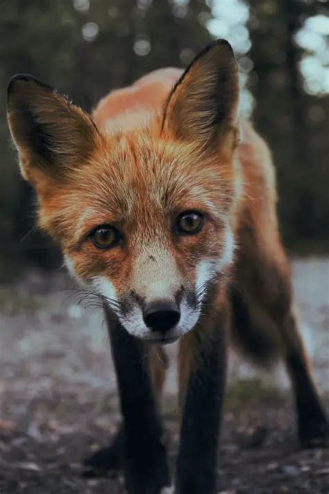 Can A Fox And A Dog Breed Or Mate Surprising Answers