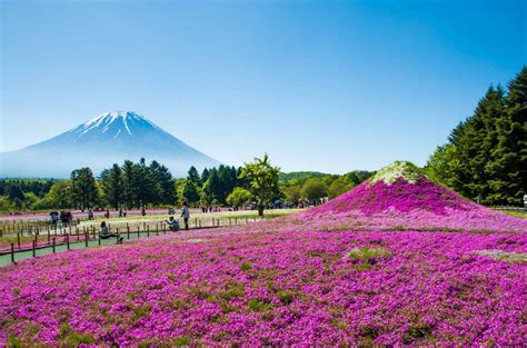Fuji Sakura Bing Wallpaper Download