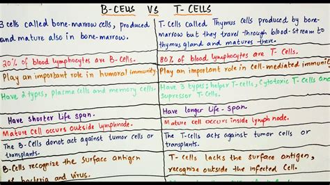 B Cells Vs T Cells An Easy Way To Understand In English Language