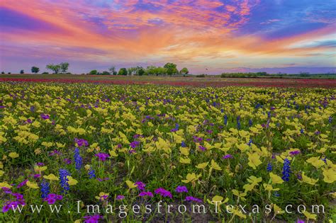 Texas Wildflower Sunset 328 2 Prints Images From Texas