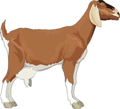 Goat Clipart 20 Free Cliparts Download Images On Clipground 2021