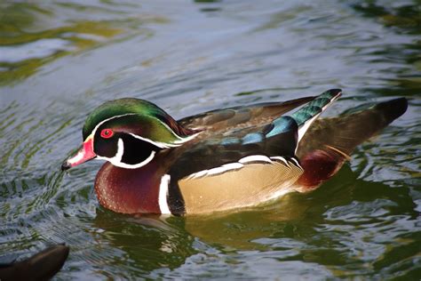 Free Stock Photo 2204 Wood Duck Freeimageslive