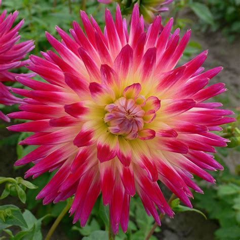 Dahlia Tahiti Sunrise Dahlias Summer Flowering Bulbs Qfb Gardening