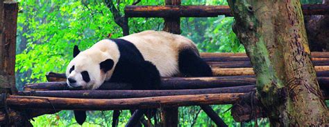 Sichuan Discovery Tour Chengdu Mount Emei Jiuzhaigou And Pandas