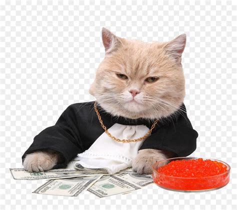 See more ideas about cats, animals, money cat. Money Stock photography Maneki-neko Royalty-free Cat bite - Cute fat cat money png download ...