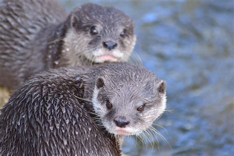 Two Young Giant Otters