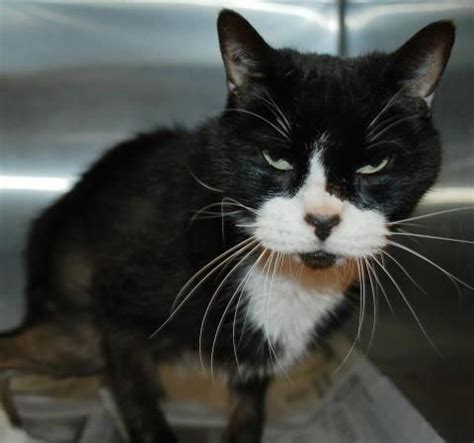 Best friends animal society is focused on stopping the killing of nearly 4 million pets in shelters all across america. DESPERATE FAMILY LOST THEIR SENIOR CAT DUE TO ECONOMIC ...