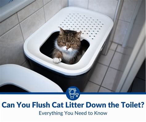 Can You Flush Cat Litter Down The Toilet 2024 Bathroom Nerd