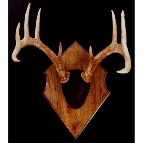 Feel free to join in with your questions, comments, and news. Whiskey Legends® Classic Lope Antler Mount Kit - 211770, Taxidermy at Sportsman's Guide