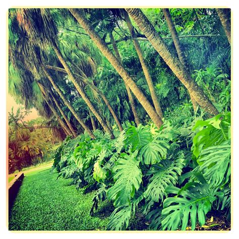 Fairchild Tropical Garden Foliage Miami Florida Plants Tre