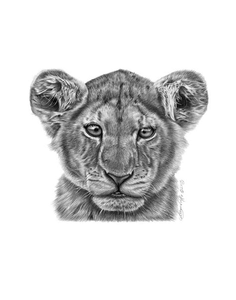 Lyla The Lion Cub Drawing By Abbey Noelle Pixels