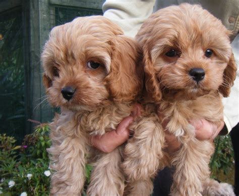 Find cavapoo breeders through lancaster puppies. Cavoodle puppies need a forever homes | FREE MARKETPLACE ...