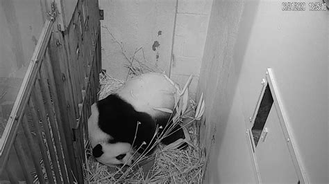 Giant Panda Mei Xiang Gives Birth To Fourth Cub At Us National Zoo