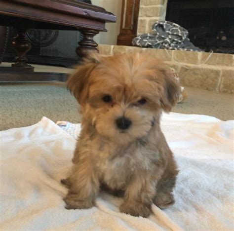 Pictures Of Morkie Puppies / Poppy- Adorable Female Morkie Puppy ...