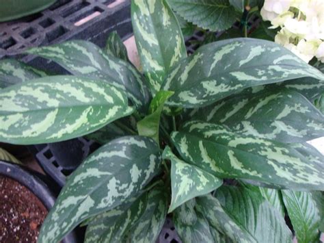 Photo Of The Entire Plant Of Chinese Evergreen Aglaonema Emerald