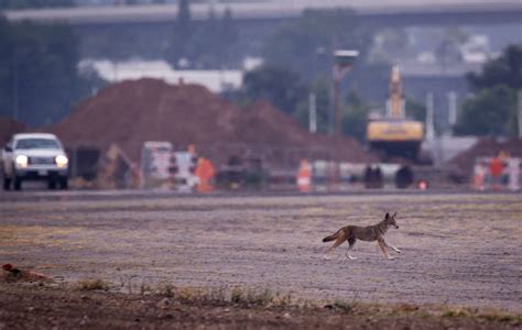 How High A Fence Can Coyotes Jump Orange County Register