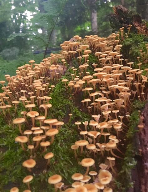 Mushroom Forest Mushrooms Fungi Nature Photography Nature