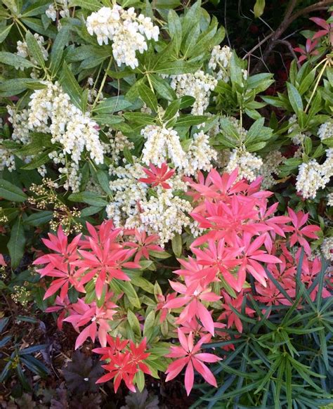 Pieris Japonica Flowers Plants Red And White