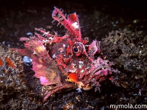 The Devil Scorpionfish Inimicus Didactylus Is A Highly Venomous