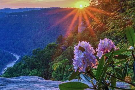 Which West Virginia Rhododendron Bears The State Flower West